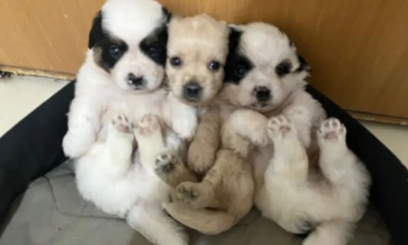 poodle peludinhos e lindos  - Foto 2
