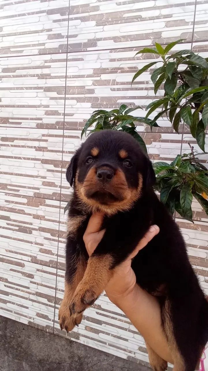 Lindos bbs de rottweiler  - Foto 4