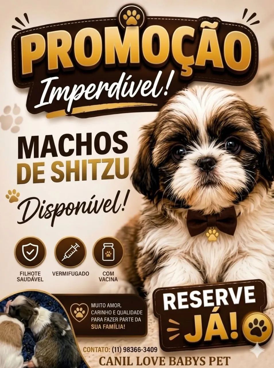 Shihtzu macho disponível  - Foto 3