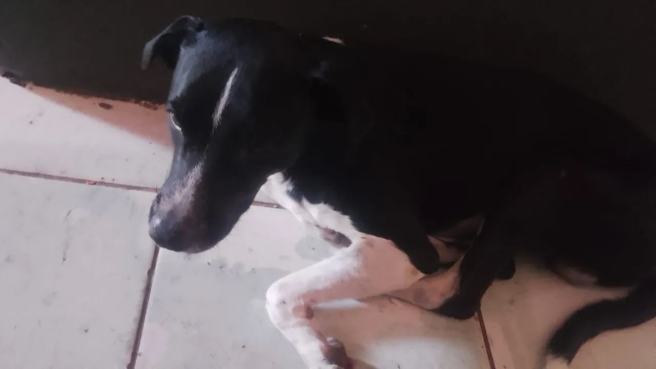 Doaca - Foto 2