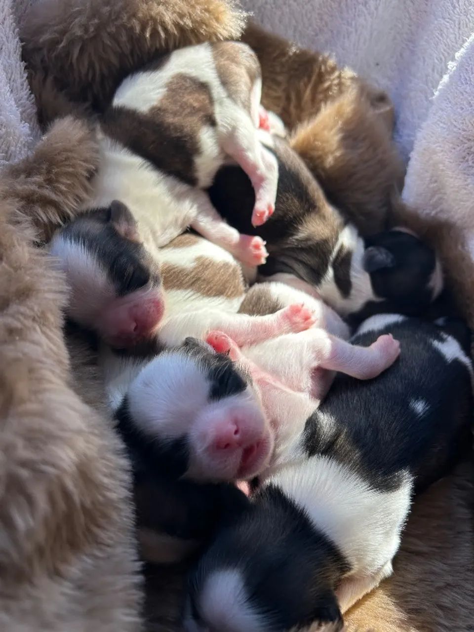Filhotes shihtzu  - Foto 2