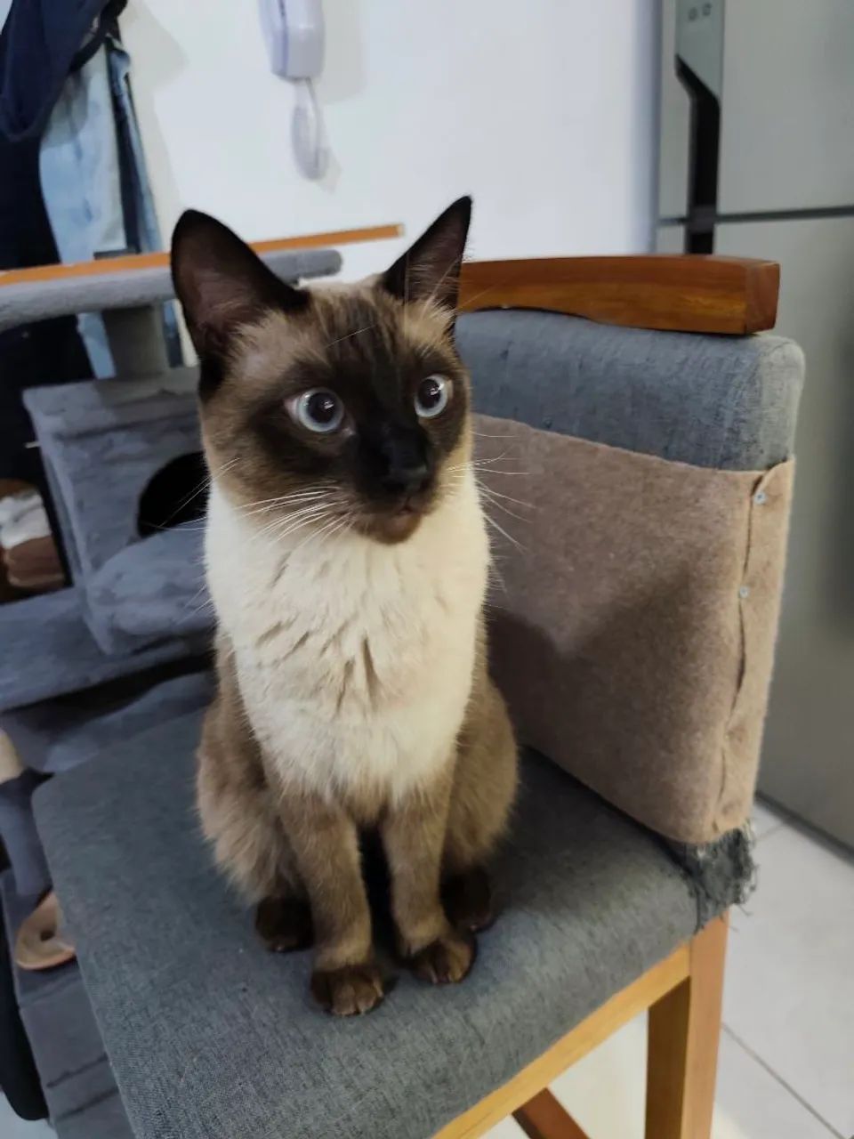 Gatinho siamês 1.5 ano - Foto 3