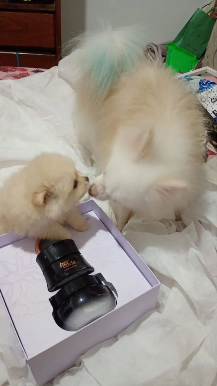 Spitz alemão macho, quer namorada. - Foto 2