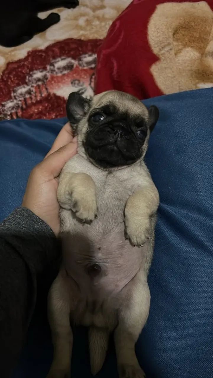 Pug Fêmea e Macho.