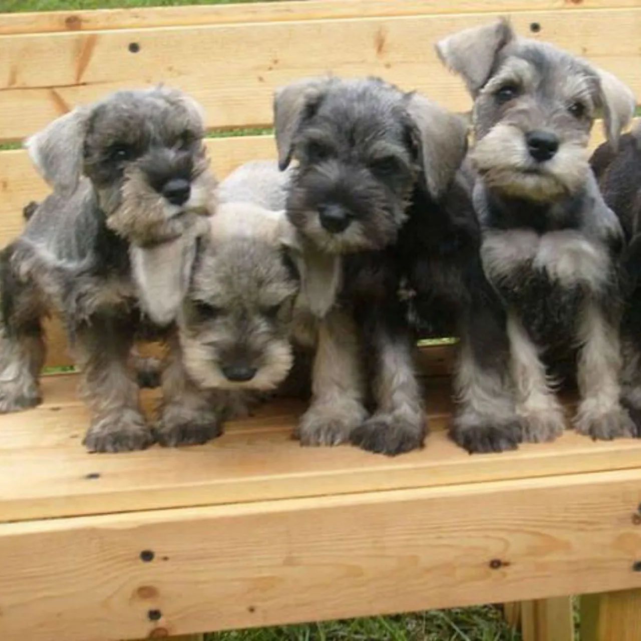 Schnauzer nas cores sal e pimenta,  preta e branco 