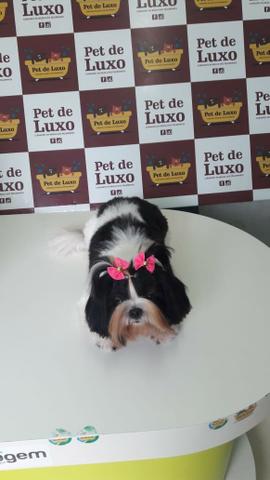 Vende-se filhote fêmea de Shitzu - Foto 2