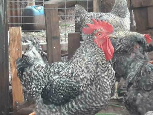 Vendo ovos galados de carijó 20.00