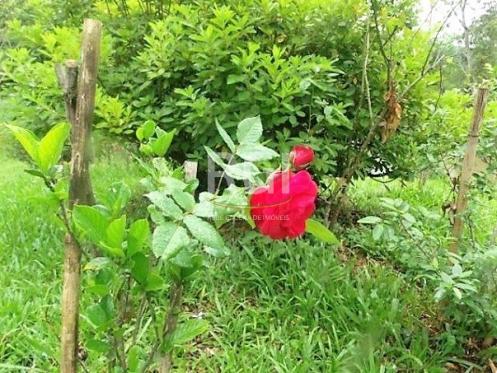 Sítio à venda em Zona rural, São francisco de paula cod:LI50877651 - Foto 3