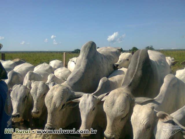 Linda Fazenda em Mato Grosso - em Conquista D´oeste - MT - Foto 2