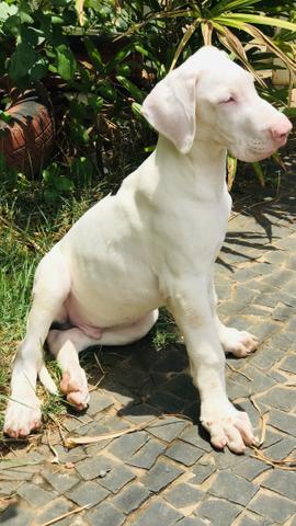 Filhote Dogue alemão - Foto 5