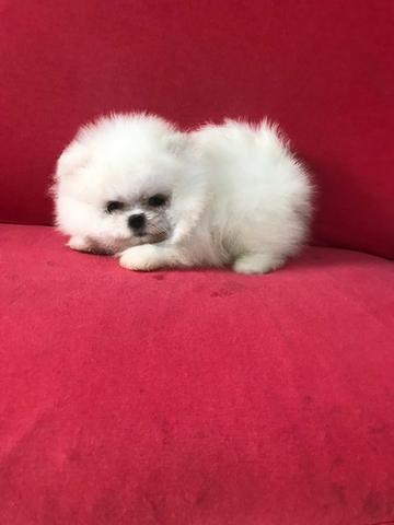 Fêmea branca lulu da pomerania promoção - Foto 2