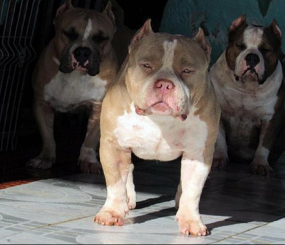 Filhotes de AMERICAN BULLY - Foto 3