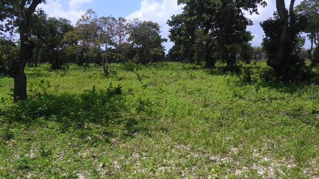Fazenda em Itarema 386 hectares plantados de cajueiros,lagoa,poço,rio na extrema - Foto 10