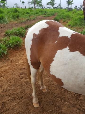 Vendo um cavalo pampa - Foto 2