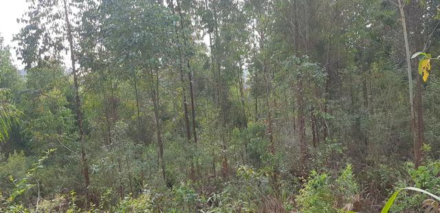 Vendo 6,78 alqueires a 2 km da BR 116 em Mandirituba - Foto 12