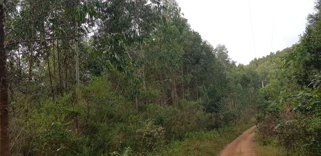 Vendo 6,78 alqueires a 2 km da BR 116 em Mandirituba - Foto 11