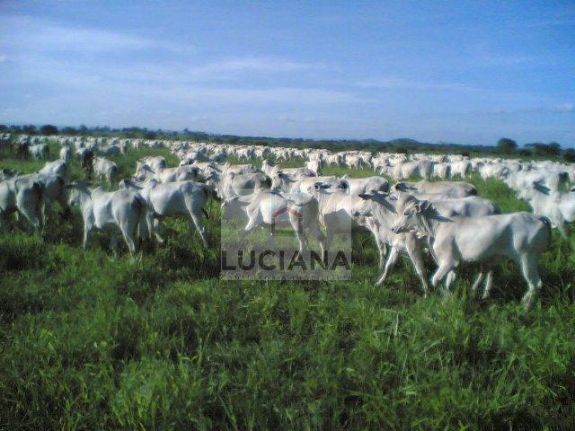 Fazenda com 467 hectares em Limoeiro (Cód.: 103m57) - Foto 8