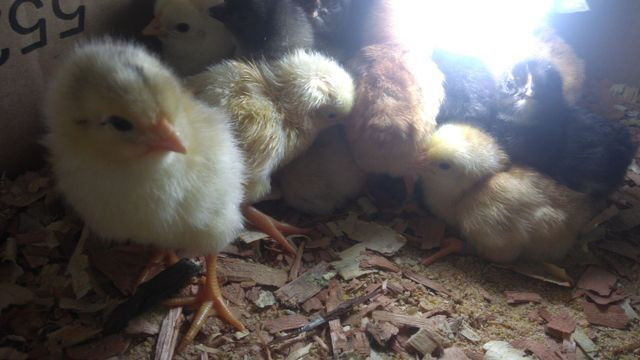 Ovos azuis galados - Foto 6