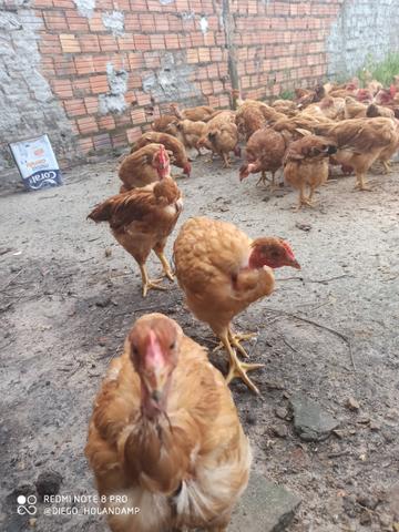Galinha e Frango CAIPIRÃO - Foto 2