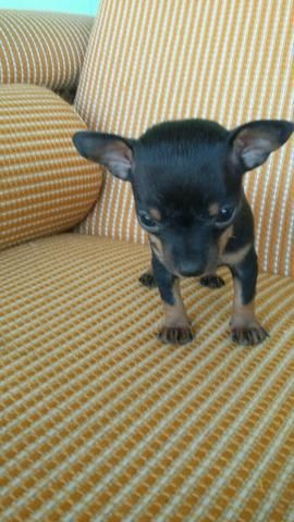 Miniatura de pinscher 0 - Foto 3