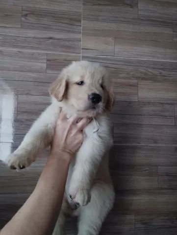 Filhote fêmea  raça golden retriever - Foto 2