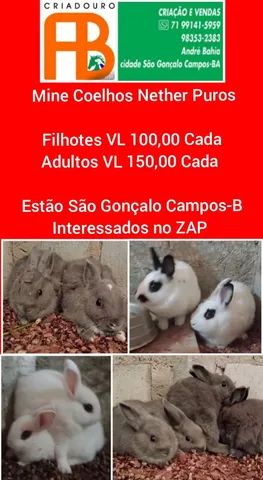 Coelhos de Raça Pura 