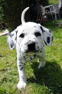 Dalmata Femea e Macho,com garantias em contrato.