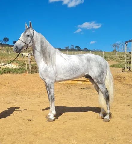 Cavalo alazão tostado de marcha picada - Cavalos e acessórios - Mata de São  João 1246892923