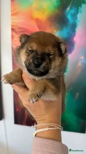 Shiba Inu fêmeas e machos disponíveis  - Foto 3