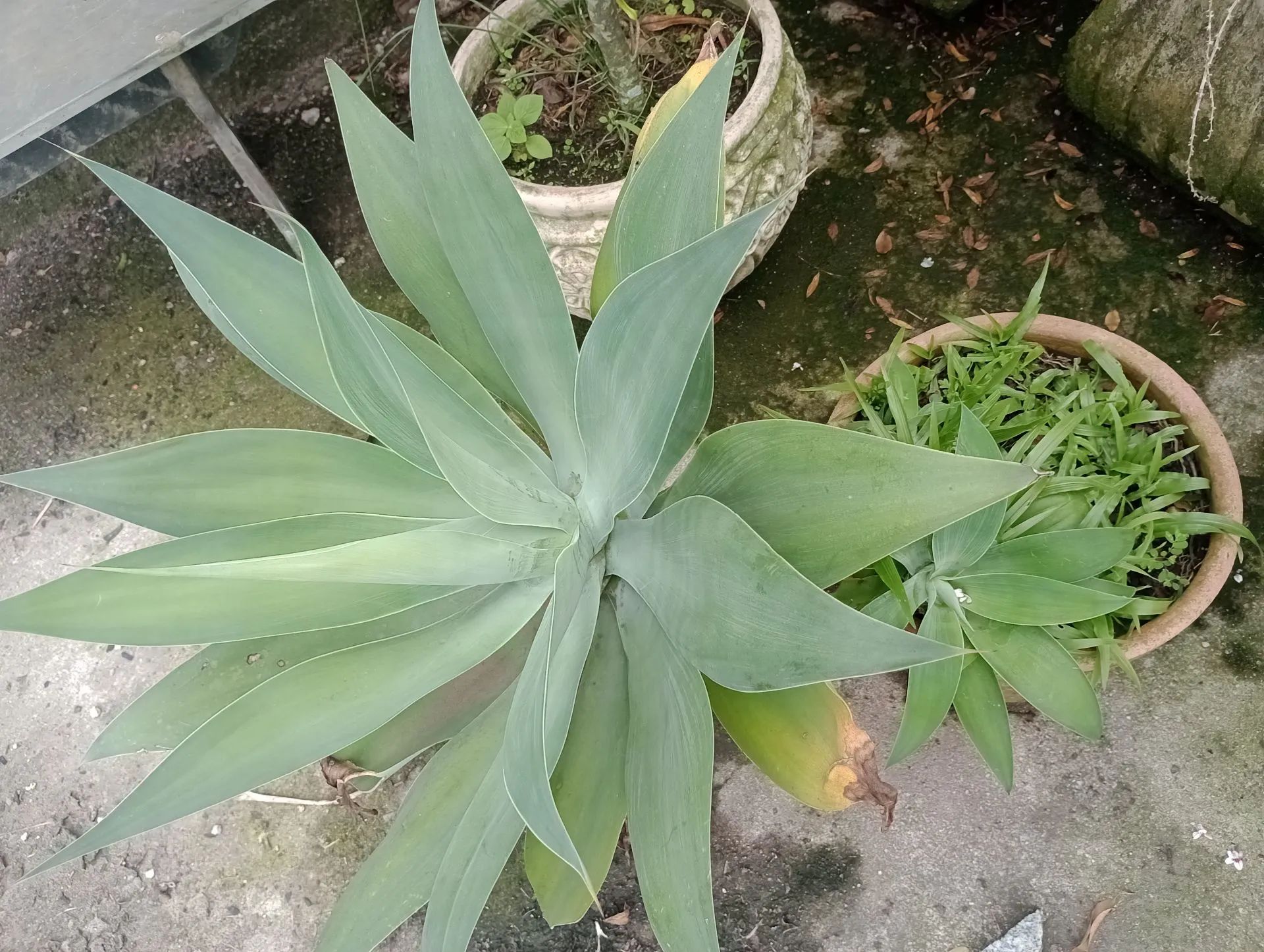 Plantas de várias espécies - Foto 4