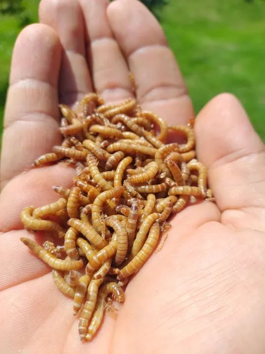 Tenebrio Molitor  - Foto 2