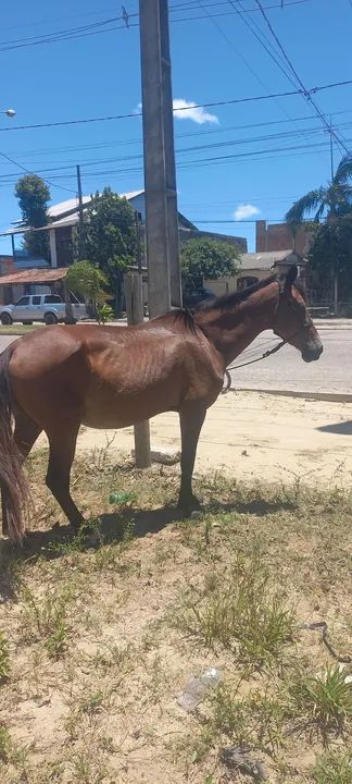 Vendo egua de montaria ou negócio em outro cavalo  - Foto 5