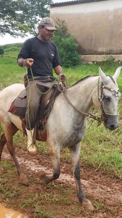  Mangalarga marchador