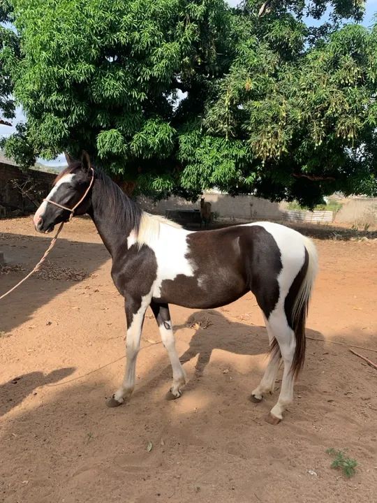 Potra mangalarga  - Foto 4