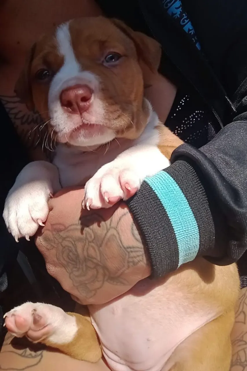 Femea de Pitbull
