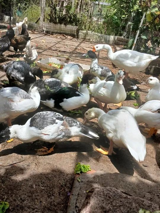 Vende-se patos - Foto 3