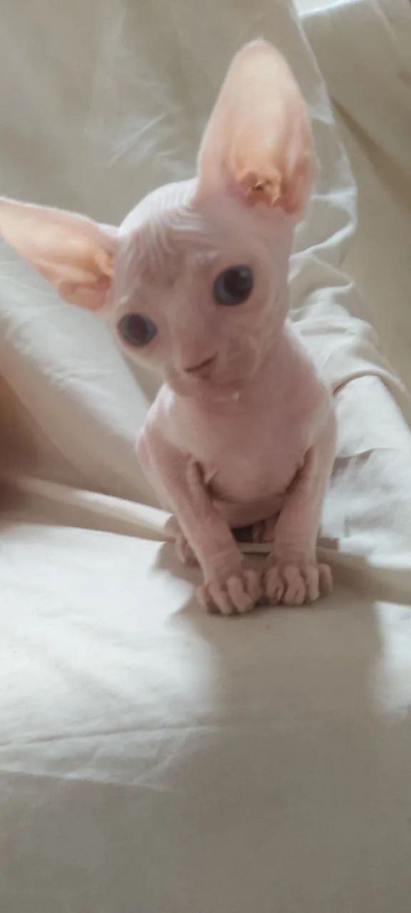 Aos amantes de gatinhos ,  sphynx , o gatinho egípcio  - Foto 2