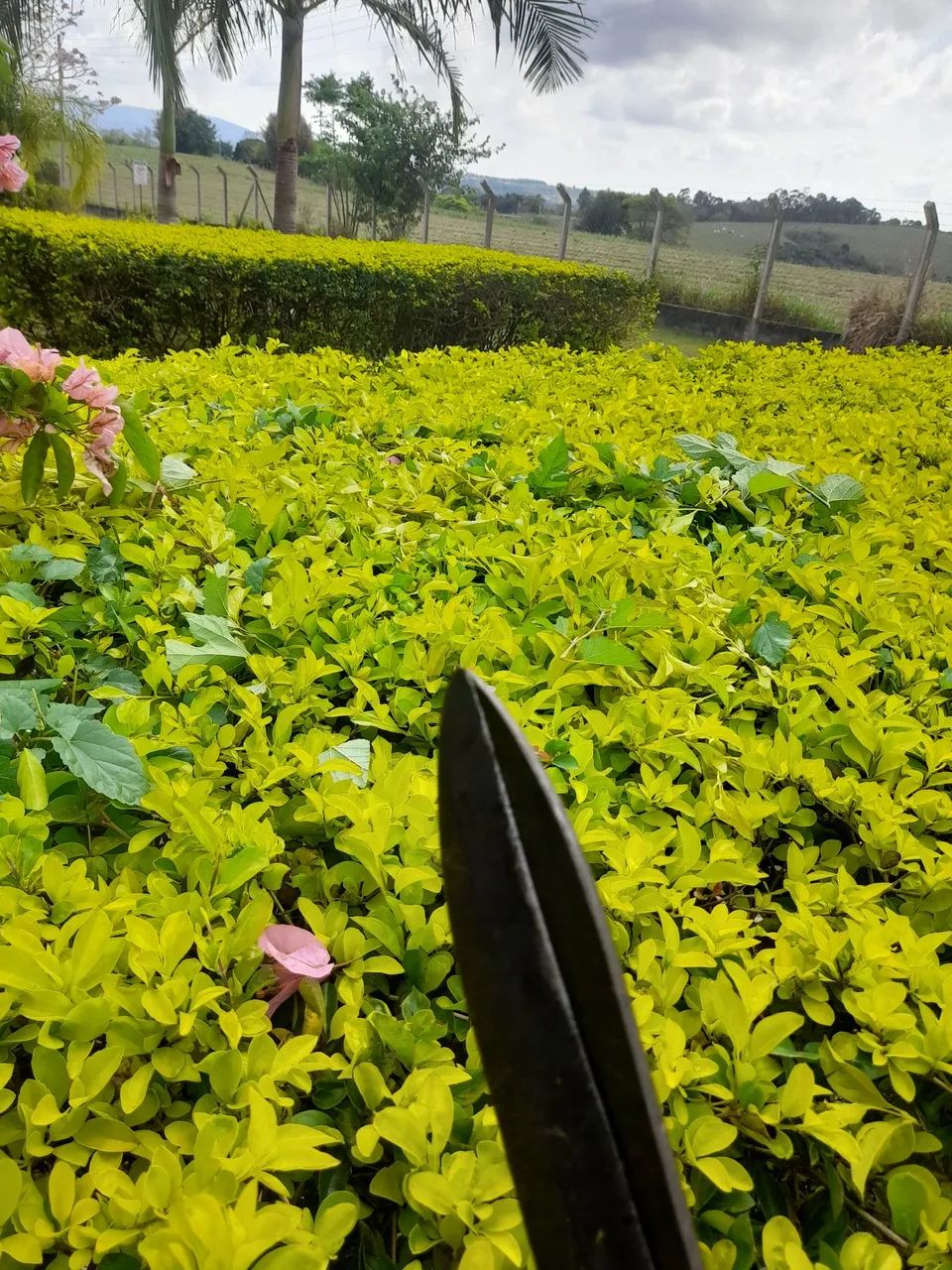 Jardinagem/Poda/Limpeza de Terreno - Foto 2