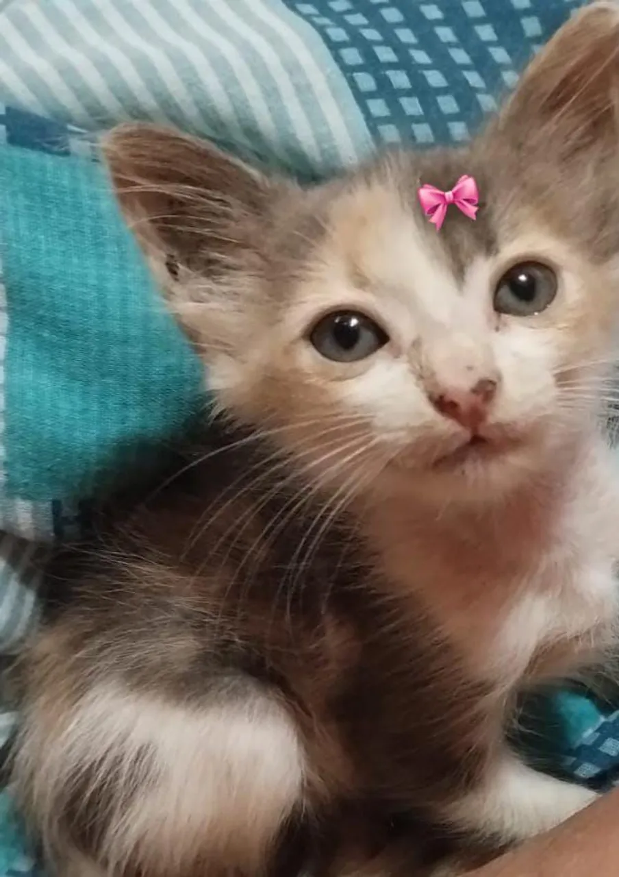 Gatinha LINDA PELAGEM para Adoção