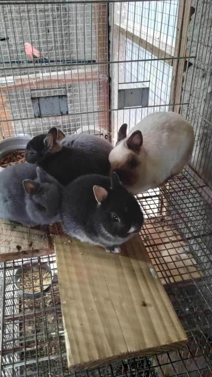 Mini coelhos netherland - Foto 3