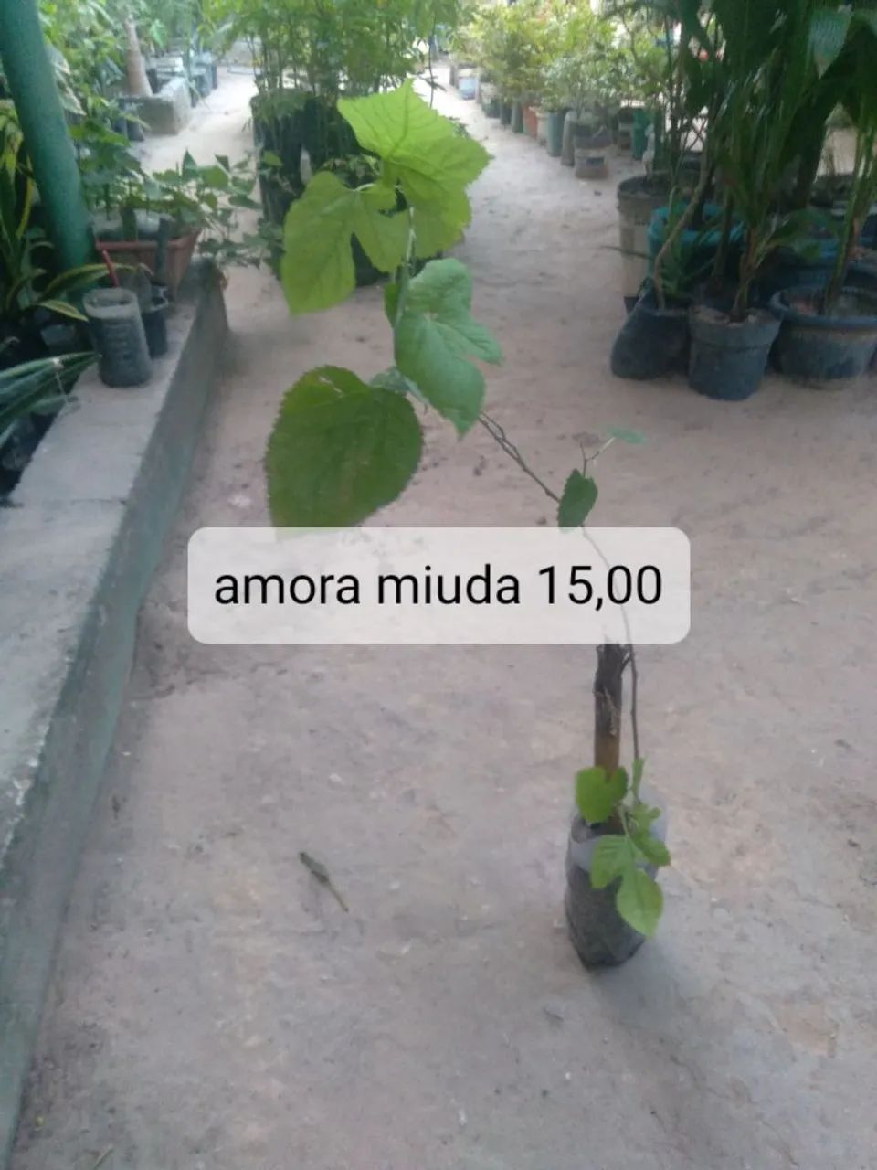 Mudas frutíferas 3 - Foto 2