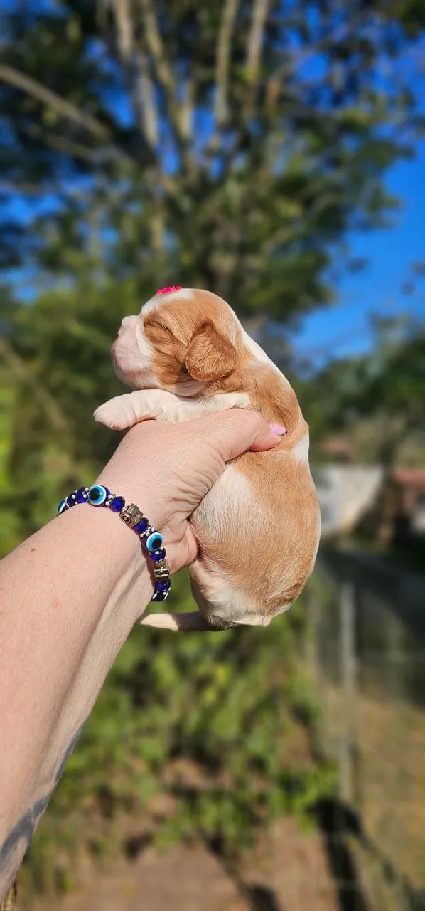 Filhote Cavalier King Charles Spaniel - Foto 5