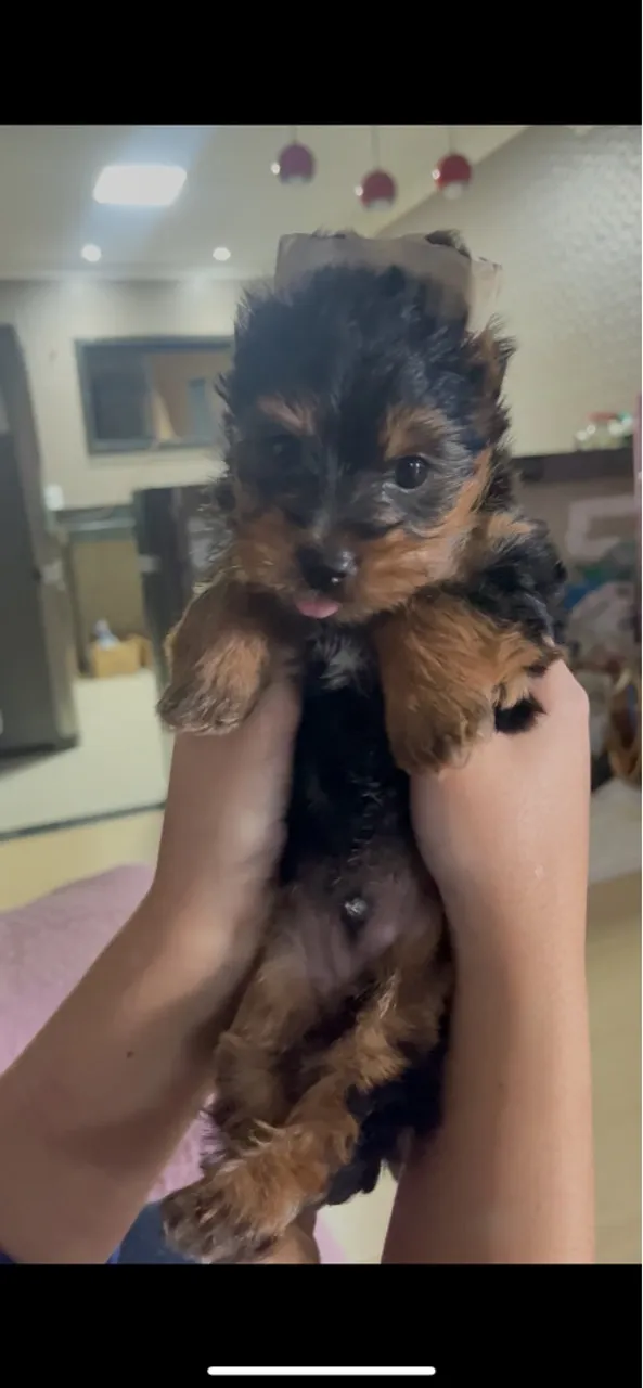 Filhote de Yorkshire Terrier encantador