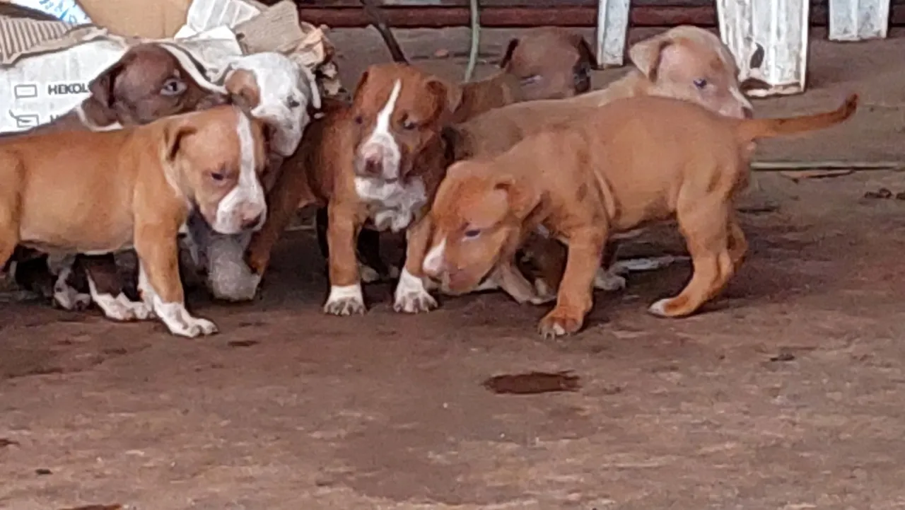 Filhotes de Pitbull terrier