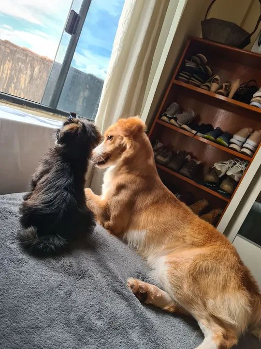 Doação Responsável  - Foto 2