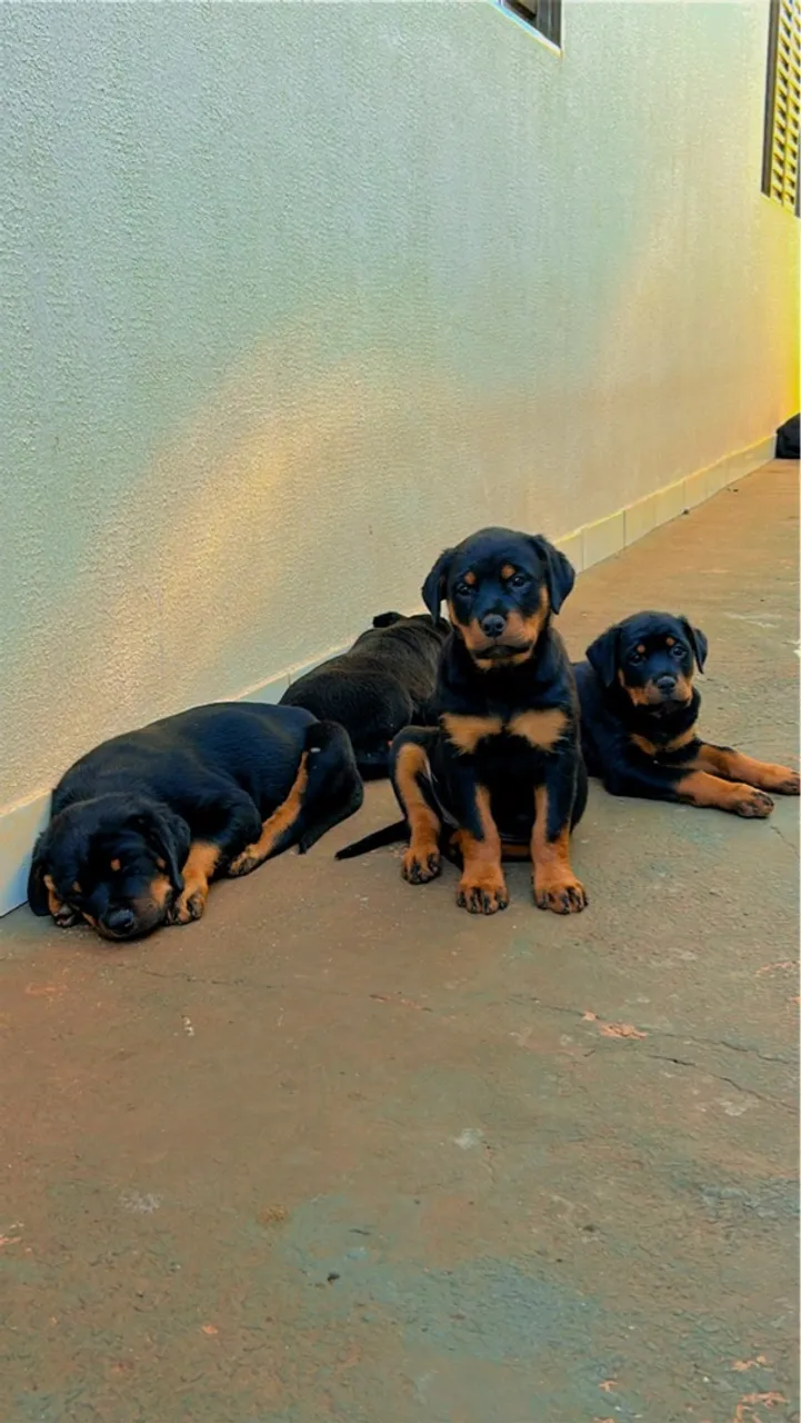 Filhotes de Rottweiler para venda