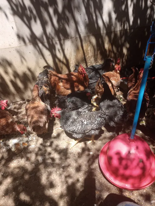 Galinha caipira para venda.