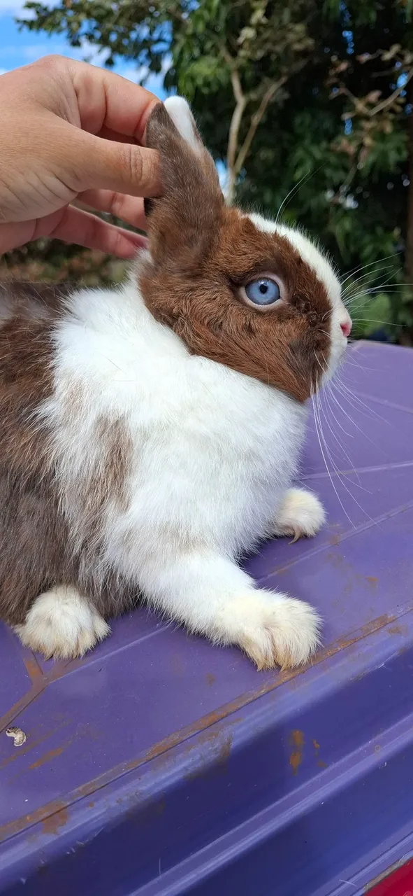 Filhotes de Coelho netherland anão tenho variedades em coelhos zap *