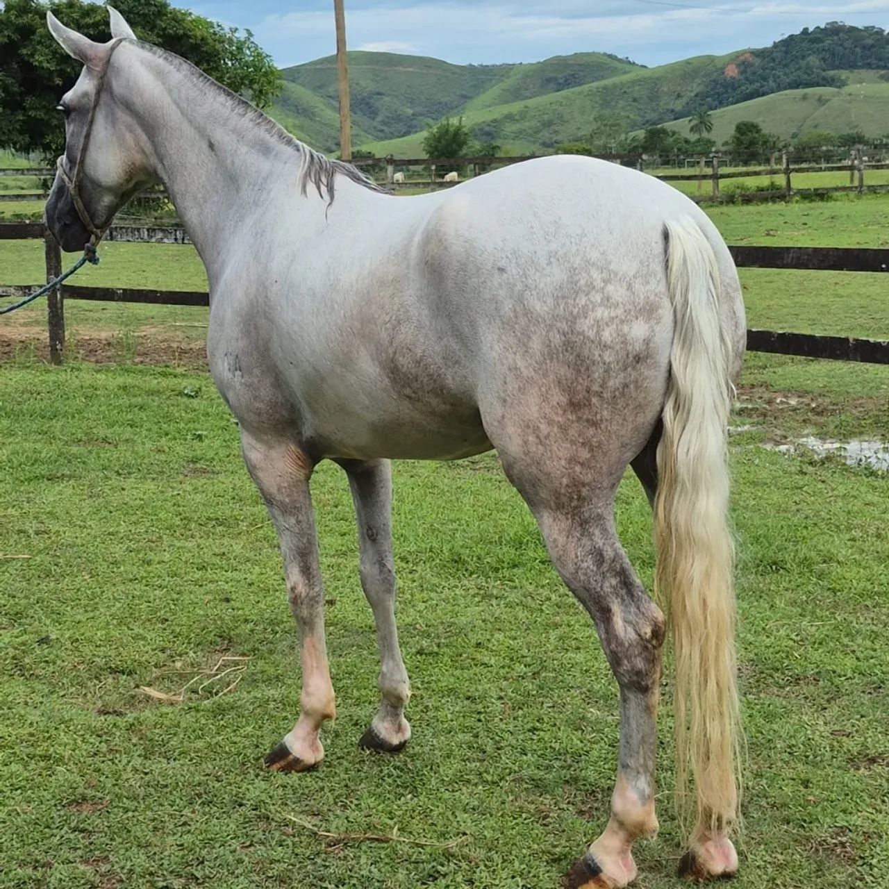 Cavalo mangalarga machador - Foto 5
