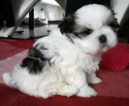  Shih Tzu é uma raça dócil 